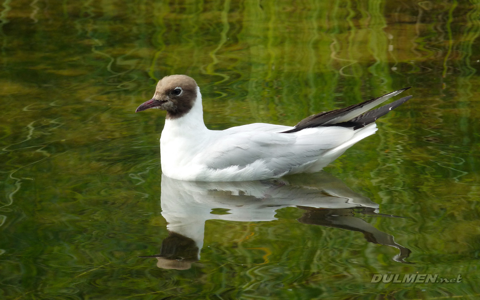 Black-headed Gull (Chroicocephalus ridibundus)